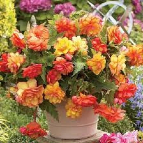 Picotee Cascade Sunrary 